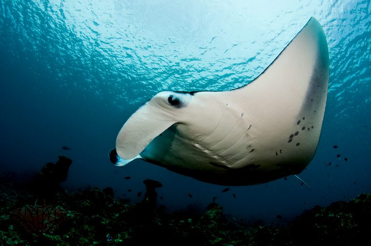 Reef manta ray identified by its unique ventral spot pattern